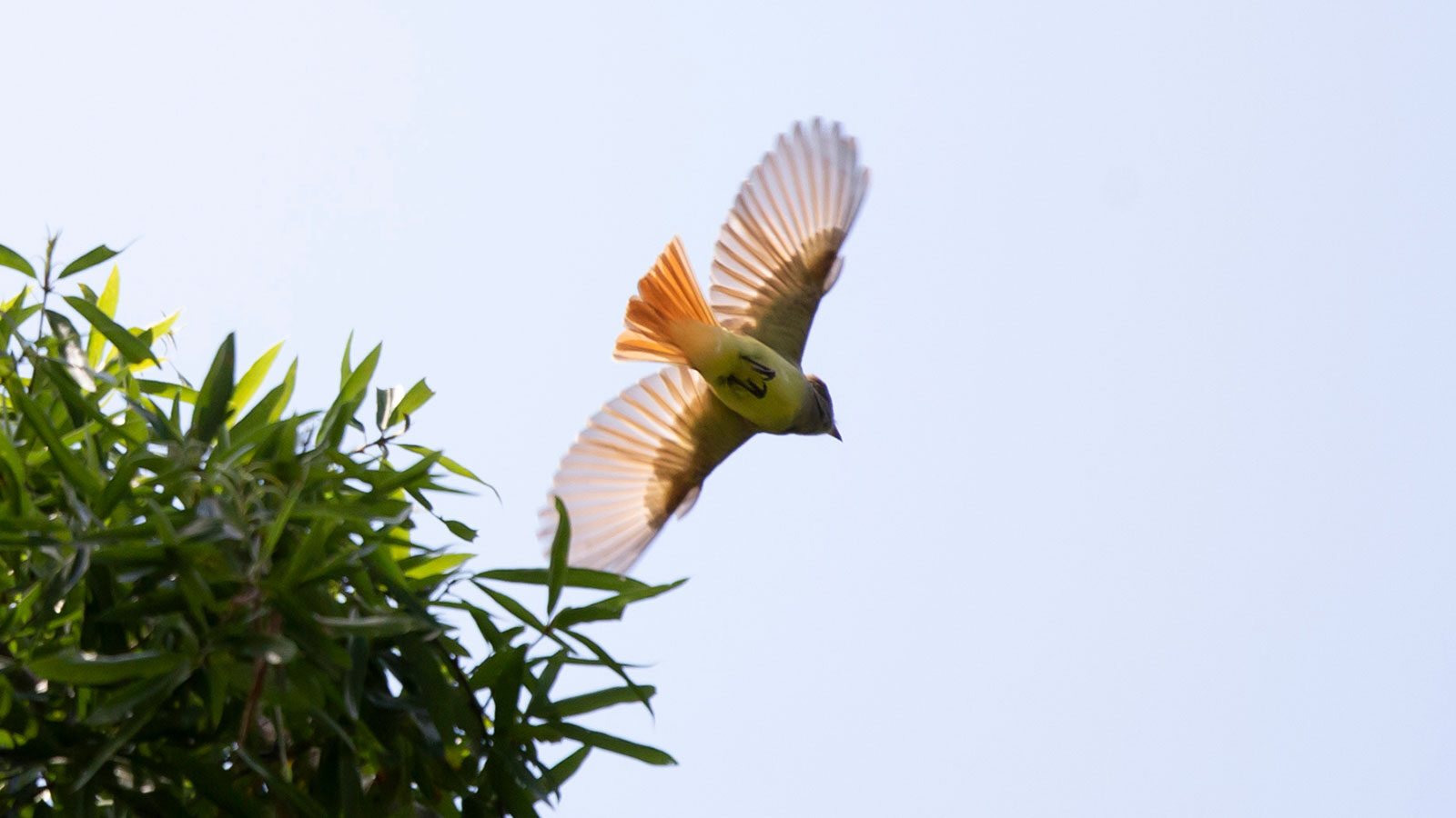 Great crested flycatcher in flight