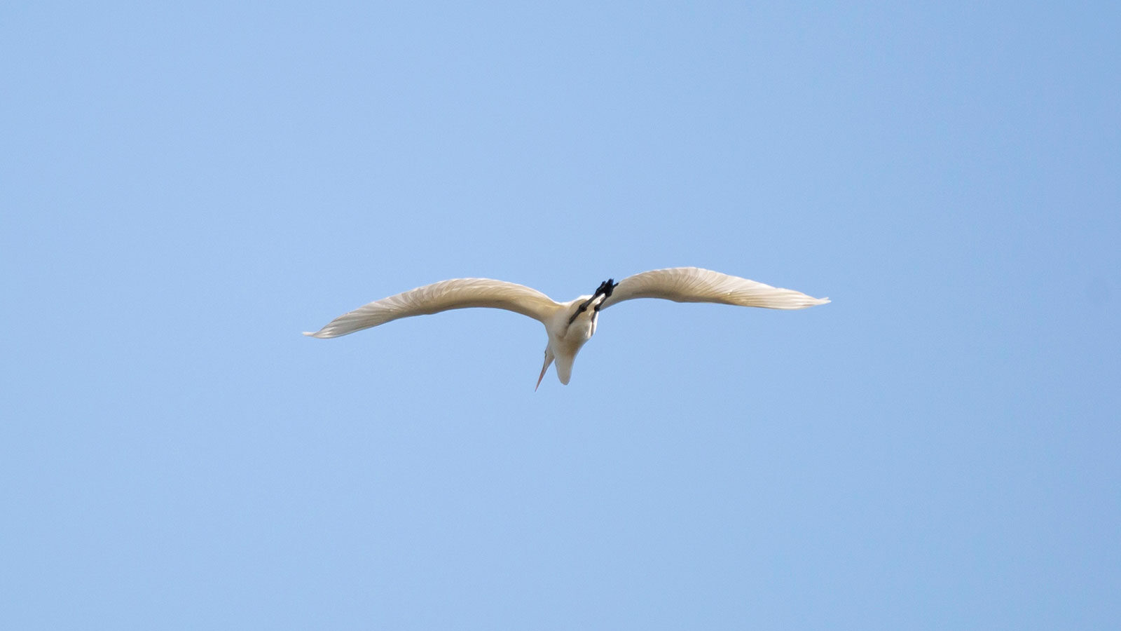 Great egret in flight through a blue sky
