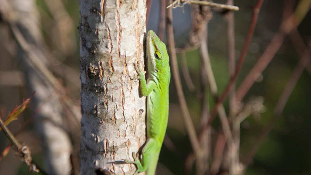 Green anole on a small tree