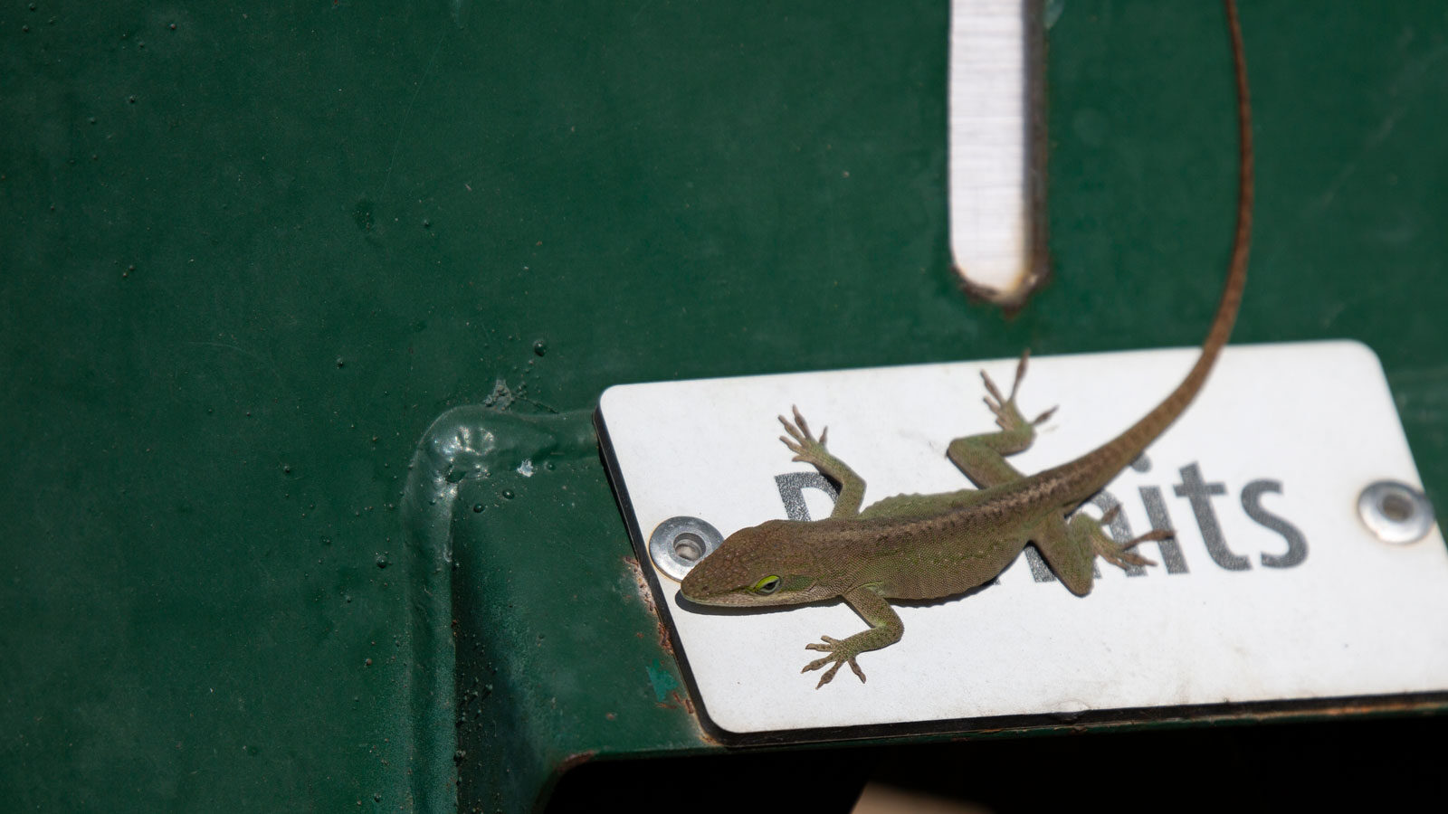 Green anole changing color on a permits box