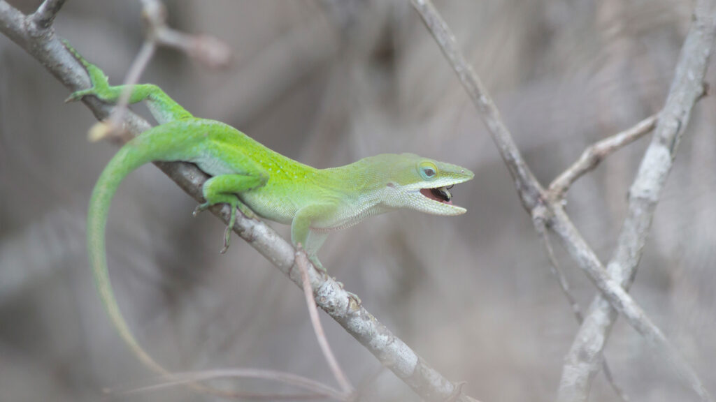 Green anole having lunch