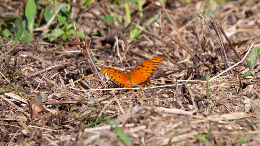 Gulf fritillary butterfly on dried brown grass