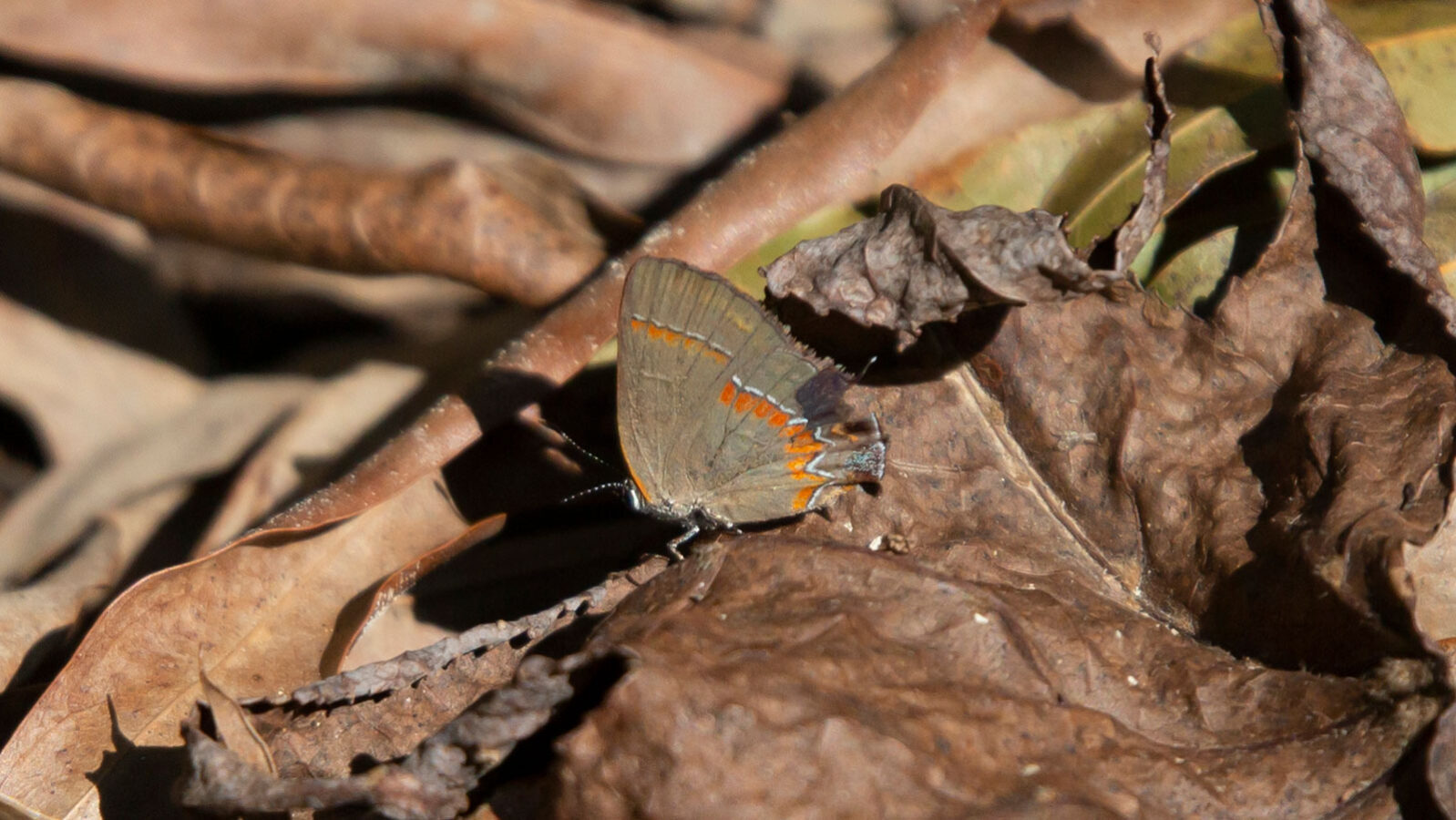 Red-banded hairstreak butterfly foraging on dead leaves
