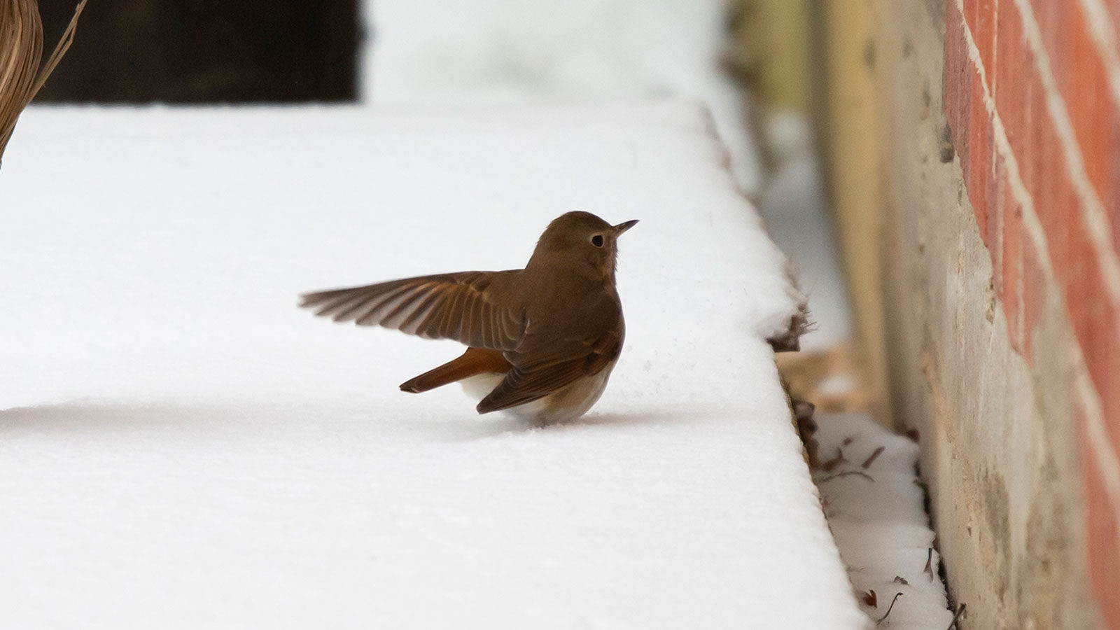 Hermit thrush landing on a snow-covered porch