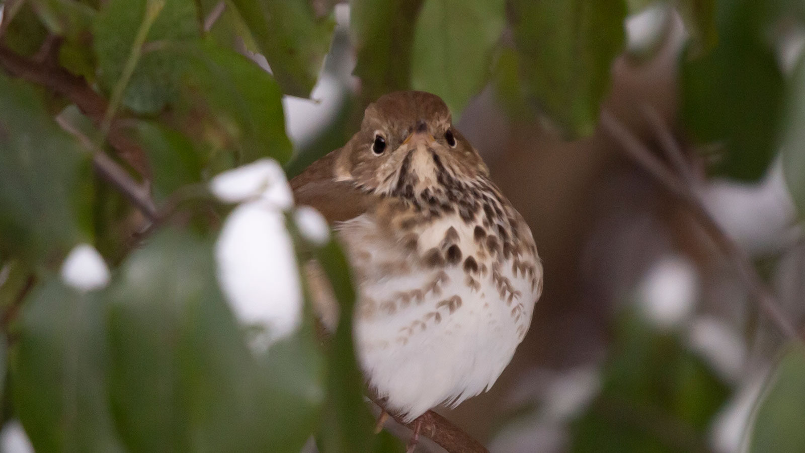 Hermit thrush looking out from its perch in a snow-covered bush