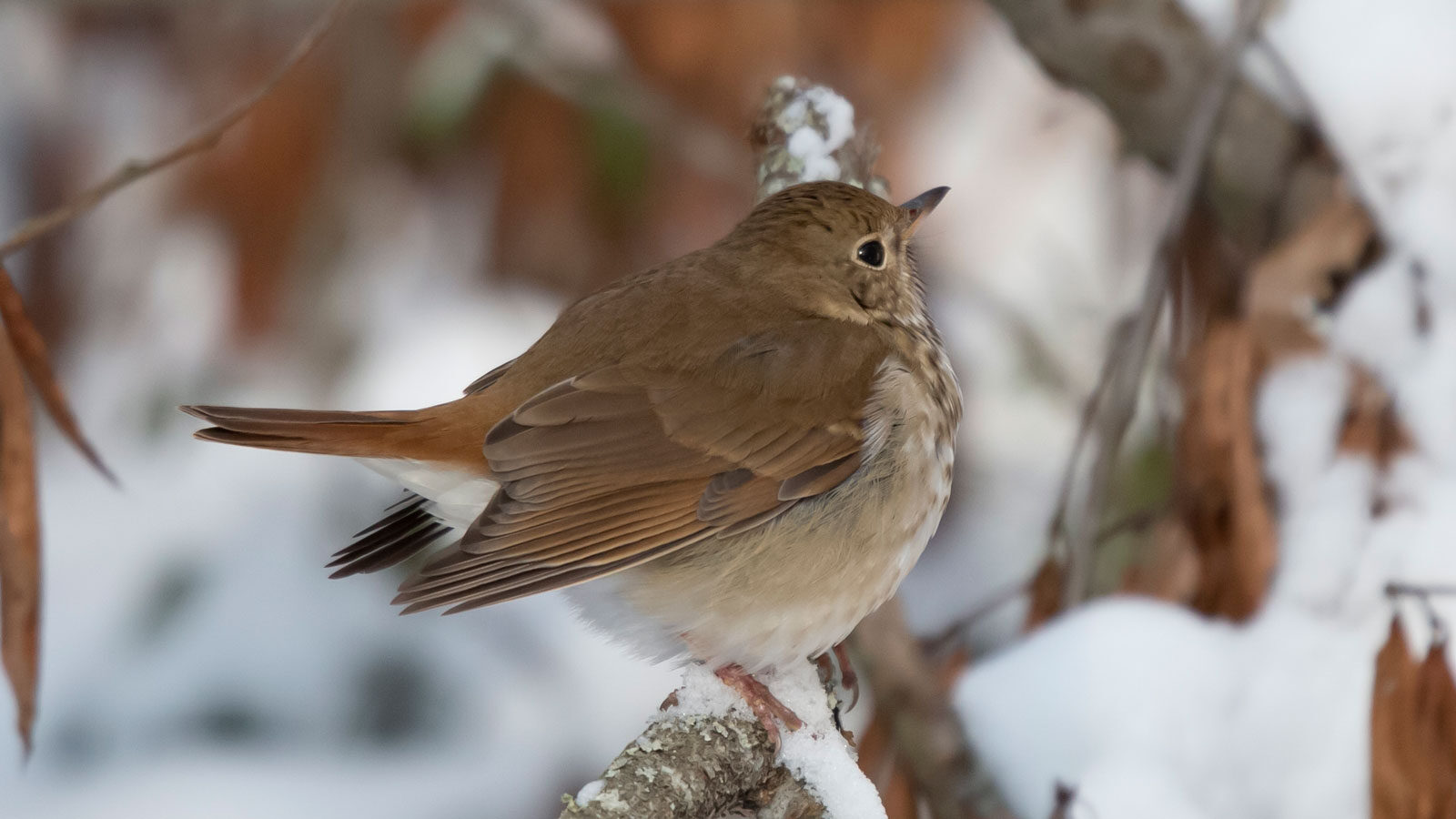 Hermit thrush looking around from its perch on a snow-covered tree branch