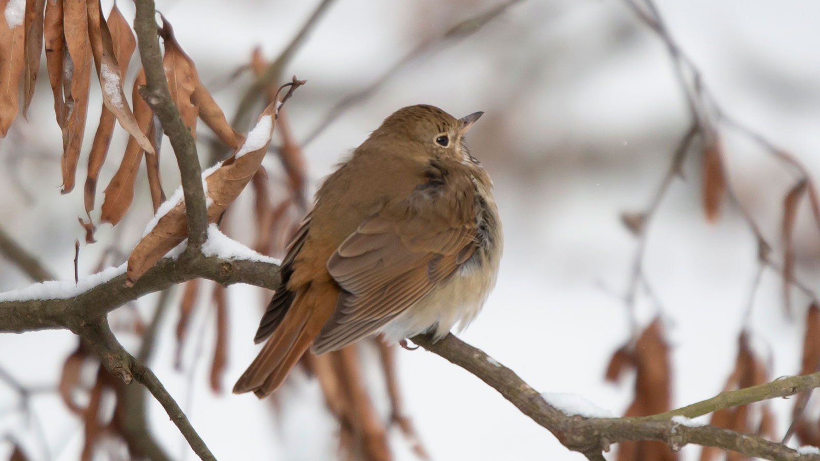Hermit thrush looking out from its perch on a snow-covered tree branch