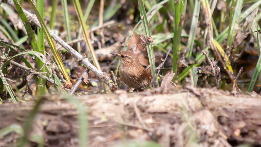 Winter wren looking around from its perch on the ground
