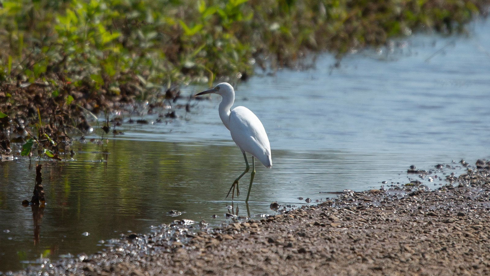 Juvenile little blue heron wading in shallow ditch water to hunt