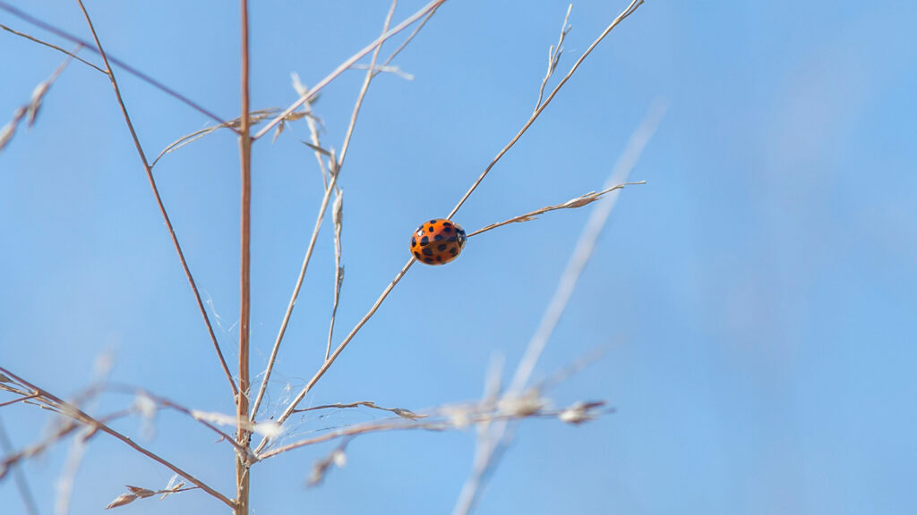 Asian lady beetle on a dried weed