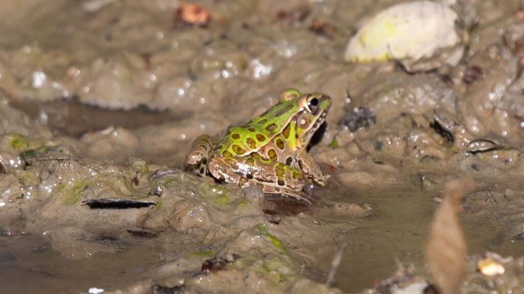North Louisiana Amphibians: Young leopard frog in the mud