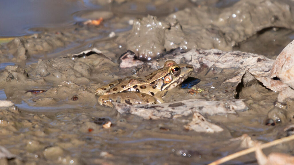 Leopard frog at the edge of muddy water