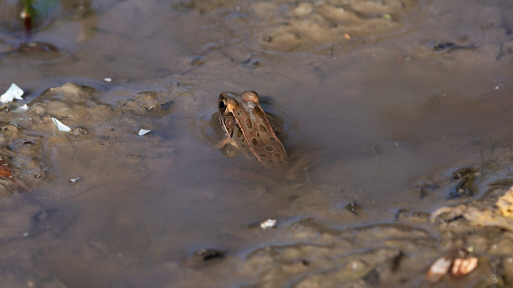 Leopard frog partially submerged in muddy water