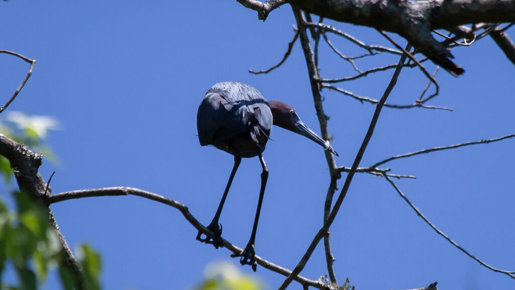 Little blue heron foraging in a tree