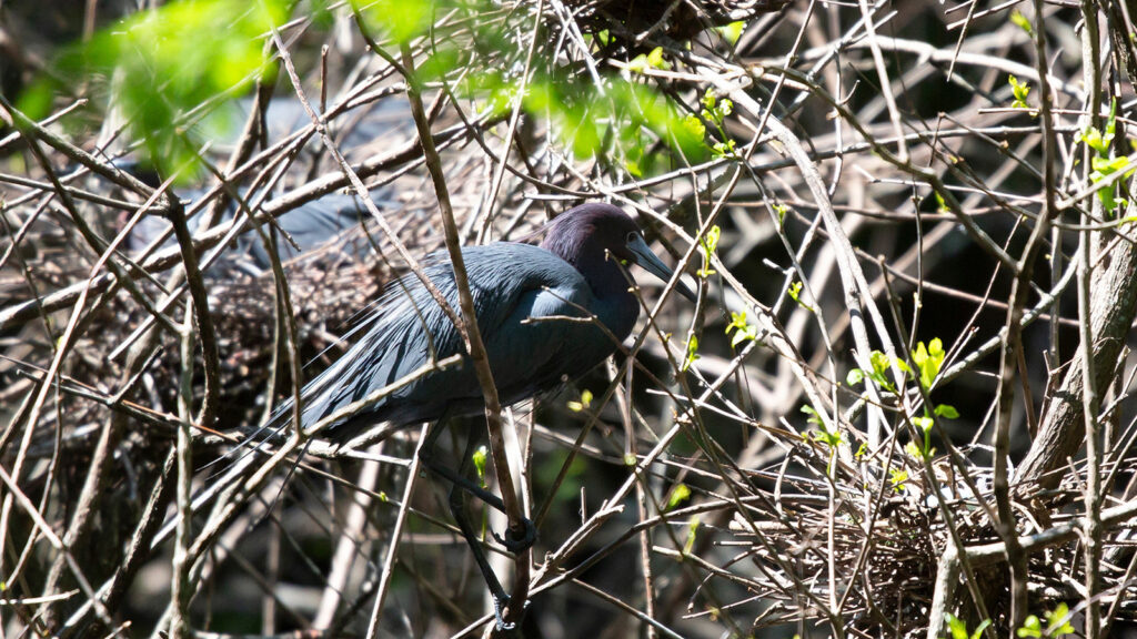 Little blue heron guarding its nest