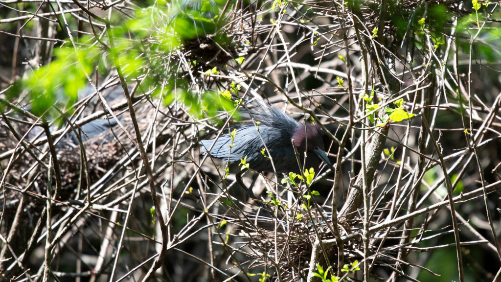 Little blue heron at its nest
