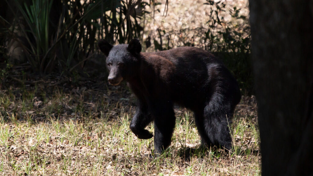 Young Louisiana black bear looking carefully into the distance