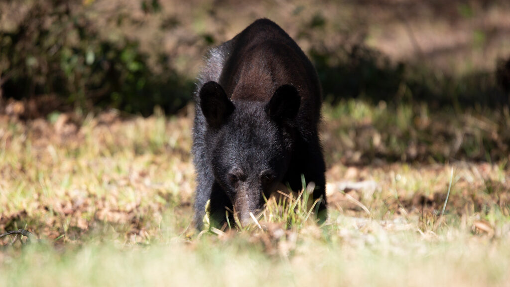 Young black bear grazing