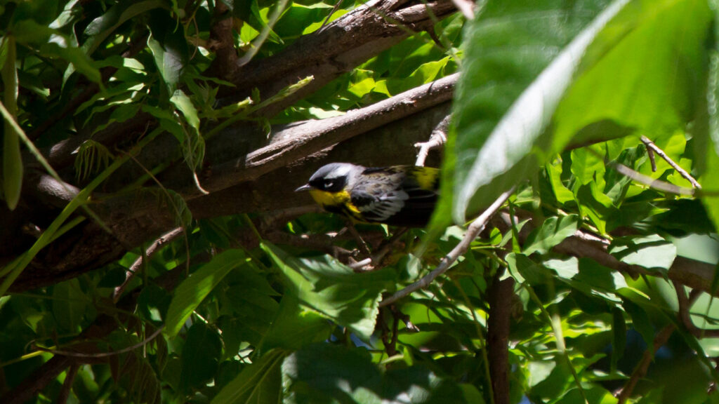 Magnolia warbler preparing to take off from a tree