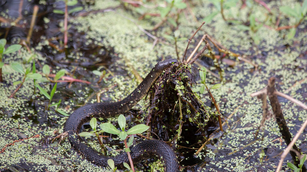 Mississippi green water snake in shallow swamp water