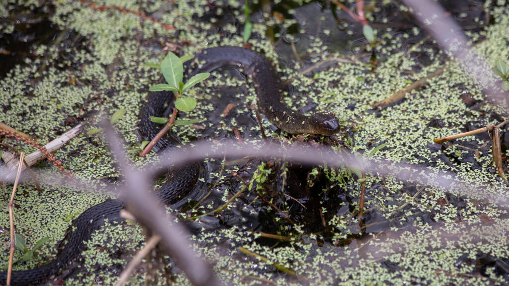 Mississippi green water snake swimming in duckweed