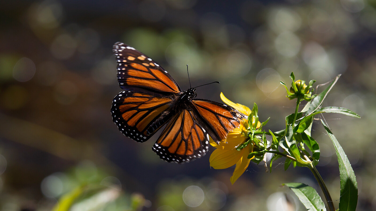 Monarch butterfly flying away from a yellow flower