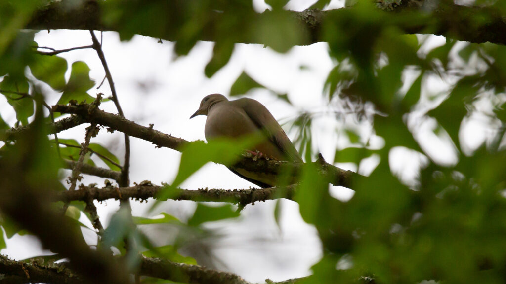 Eurasian collared dove hidden in a tree
