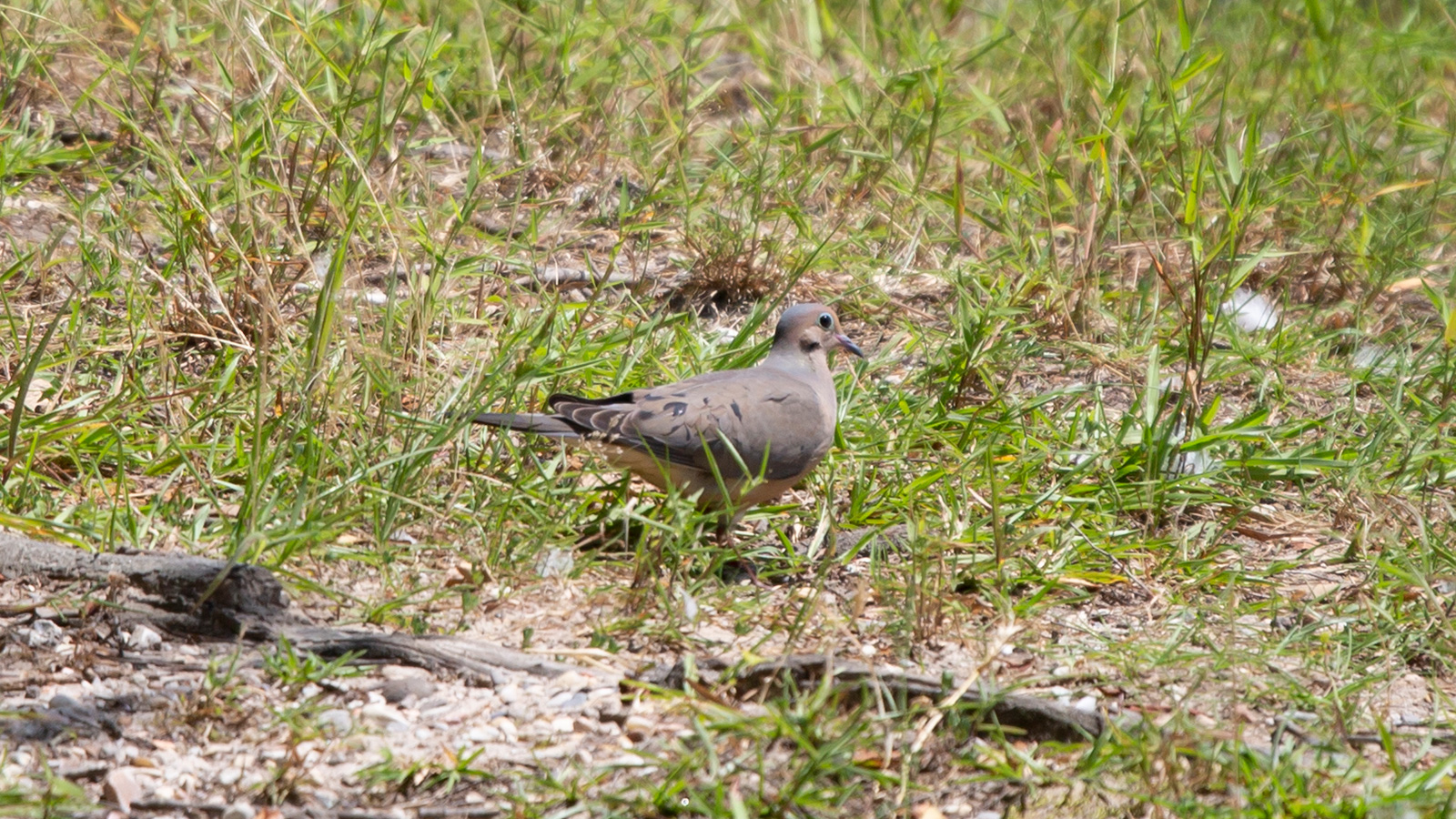 North Louisiana Wildlife