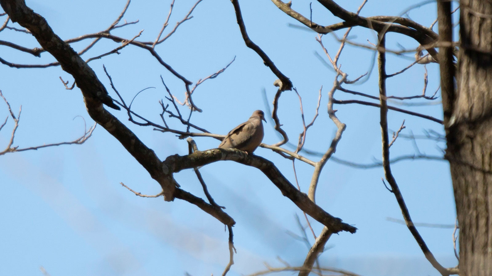 Mourning dove looking around from its perch on a tree branch