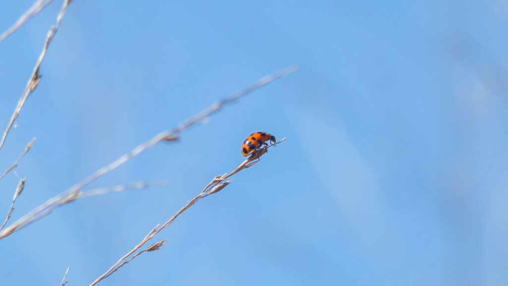 Asian lady beetle on a dried weed