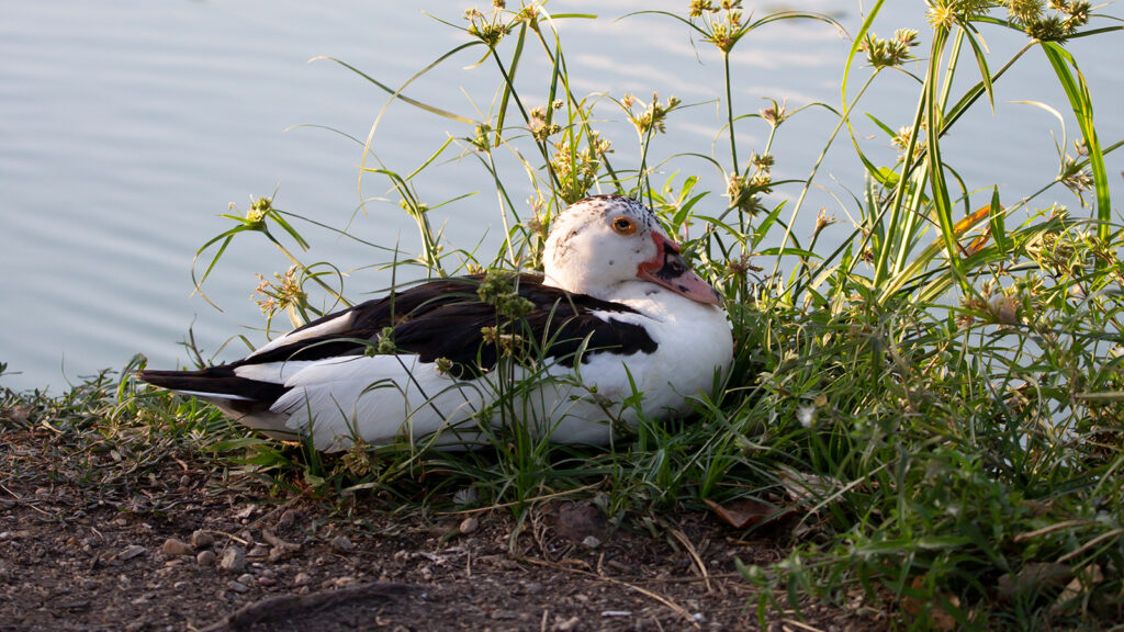 Muscovy duck resting near water