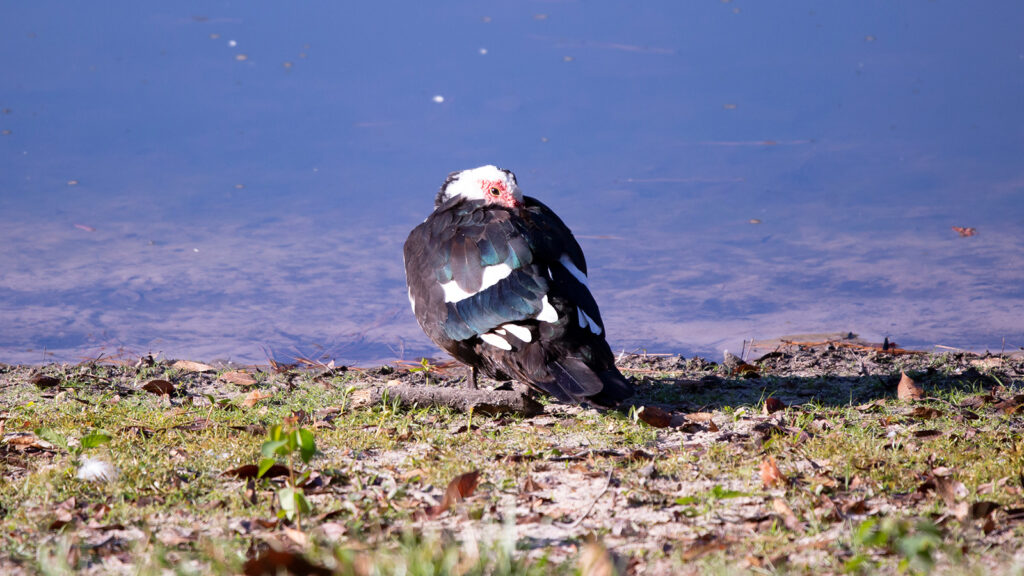 Muscovy duck resting watchfully at the edge of a lake