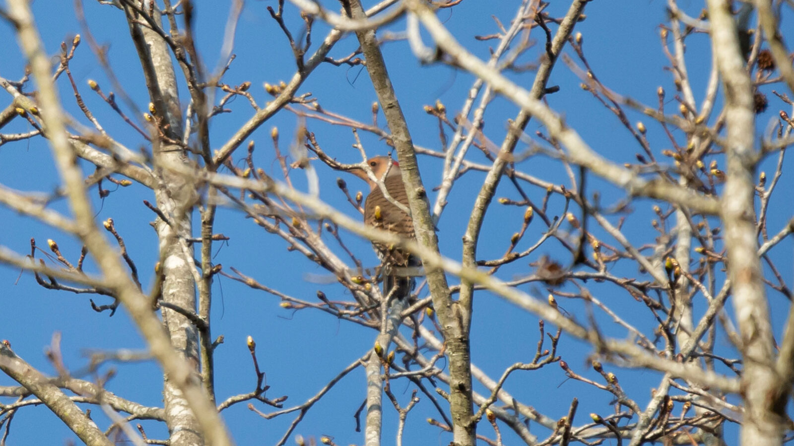 Male yellow-shafted northern flicker looking over its shoulder from its perch in a bare tree