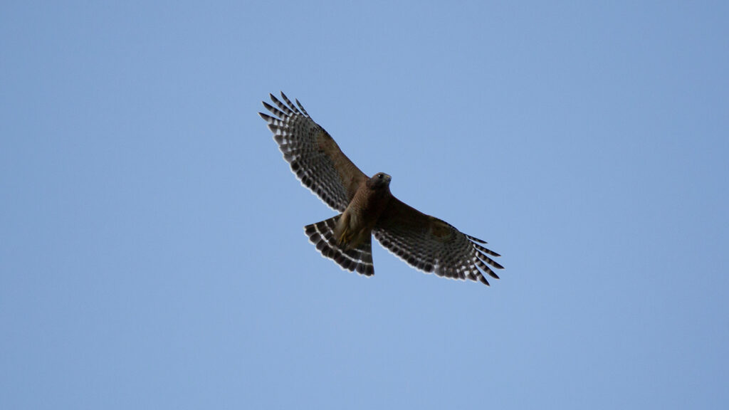 Red-shouldered hawk soaring through the sky
