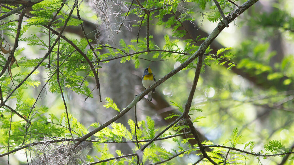 Northern parula looking around curiously from its perch on a cypress branch