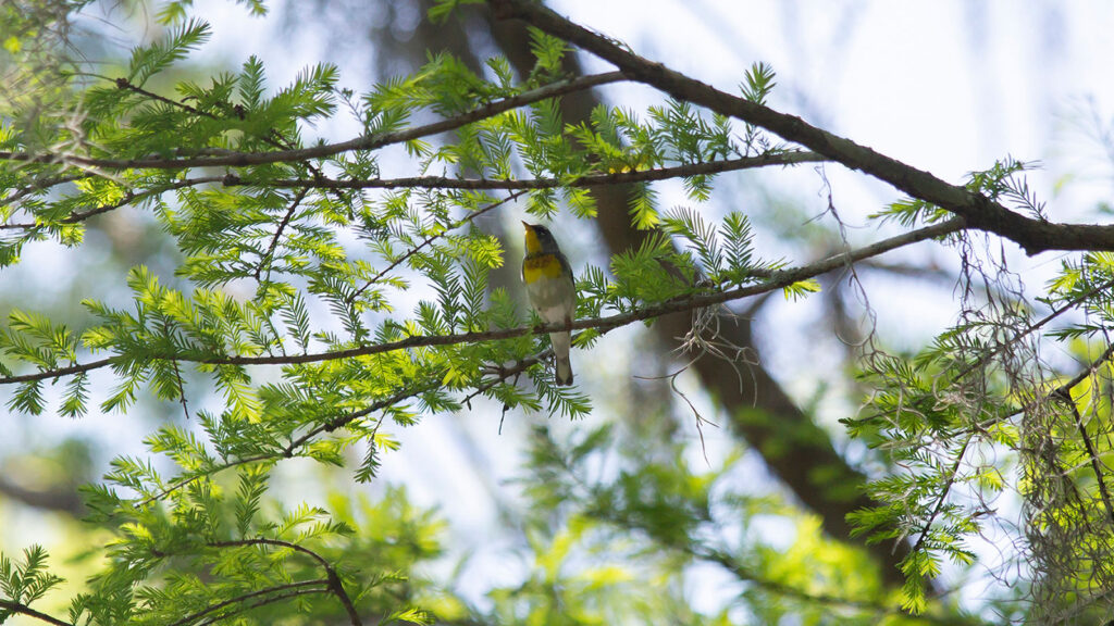 Northern parula perched on a cypress tree