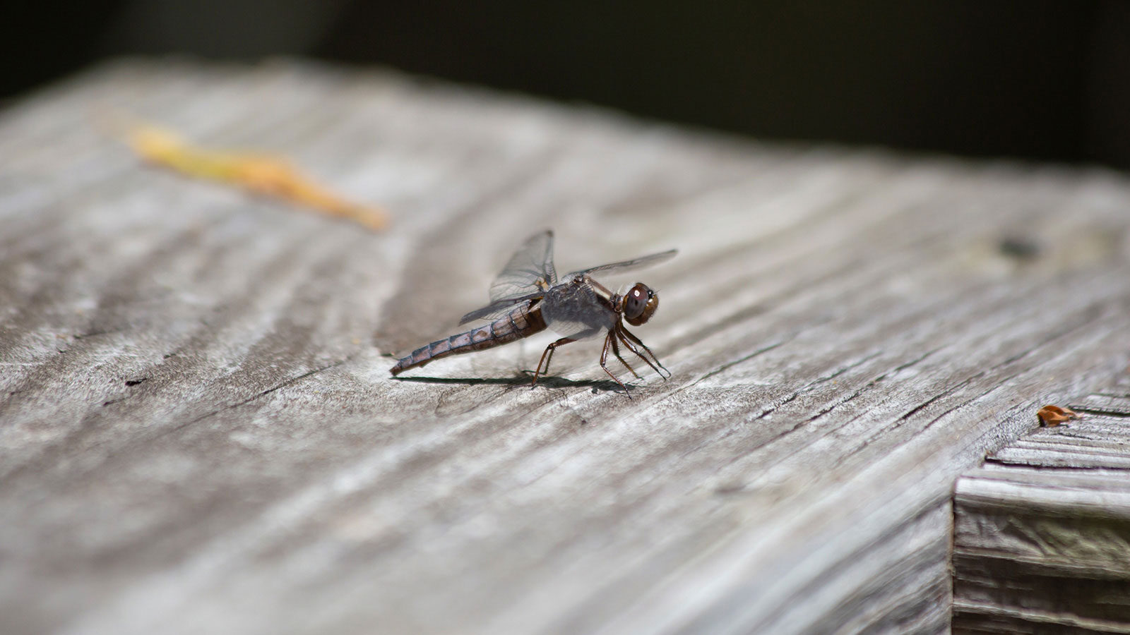 Painted skimmer on a wooden walkway