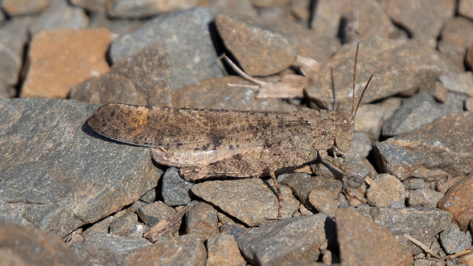 Pallid-winged grasshopper on gravel