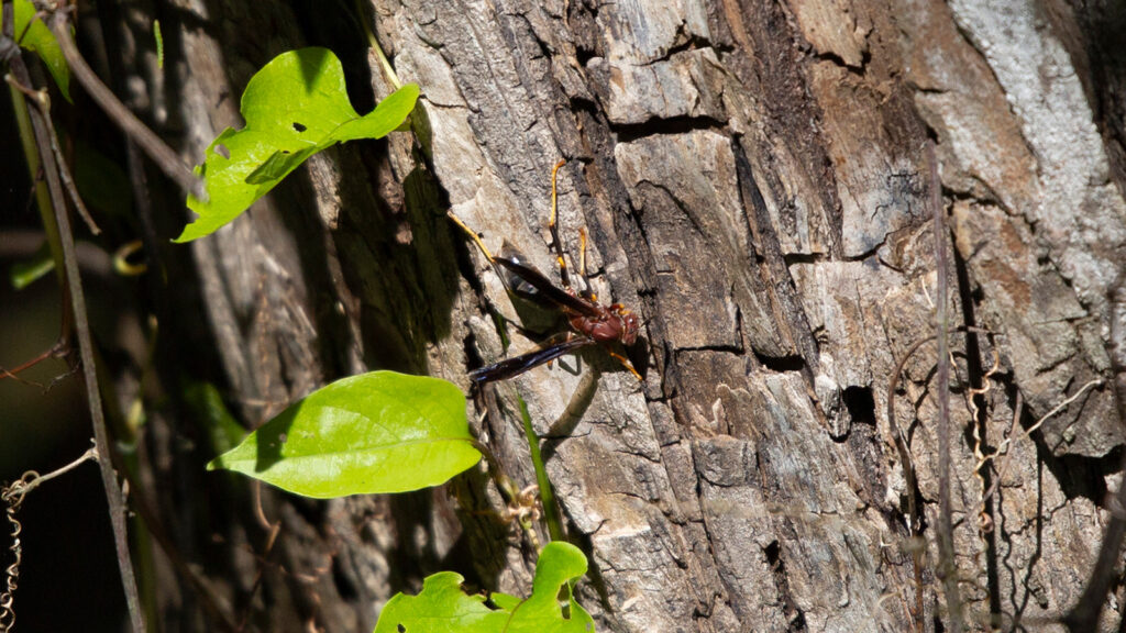 Metric paper wasp on a tree