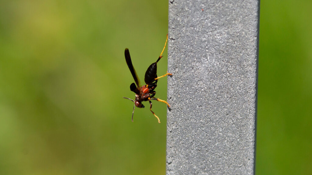 Metric paper wasp on cement fencing