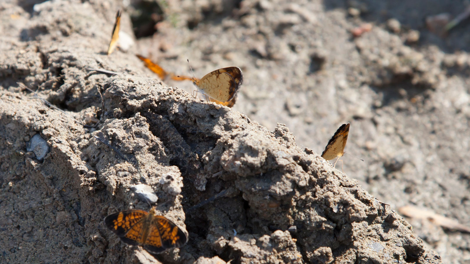 Pearl crescent butterflies on the mud