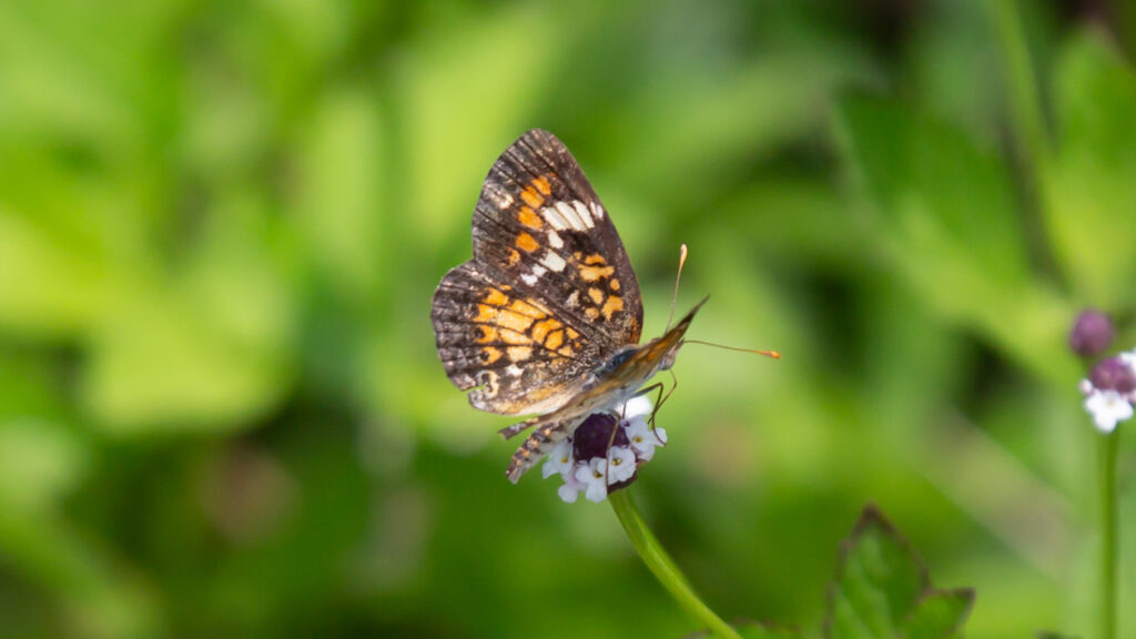 Phaon crescent butterfly on a white and purple flower