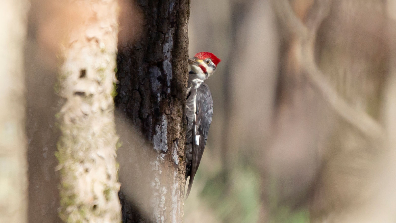 Male pileated woodpecker foraging on a tree trunk