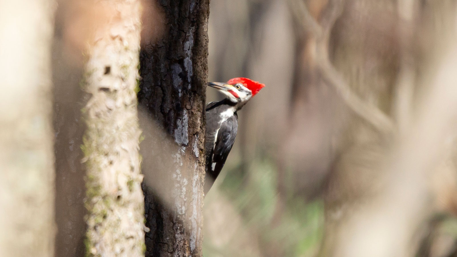 Male pileated woodpecker foraging on a tree trunk