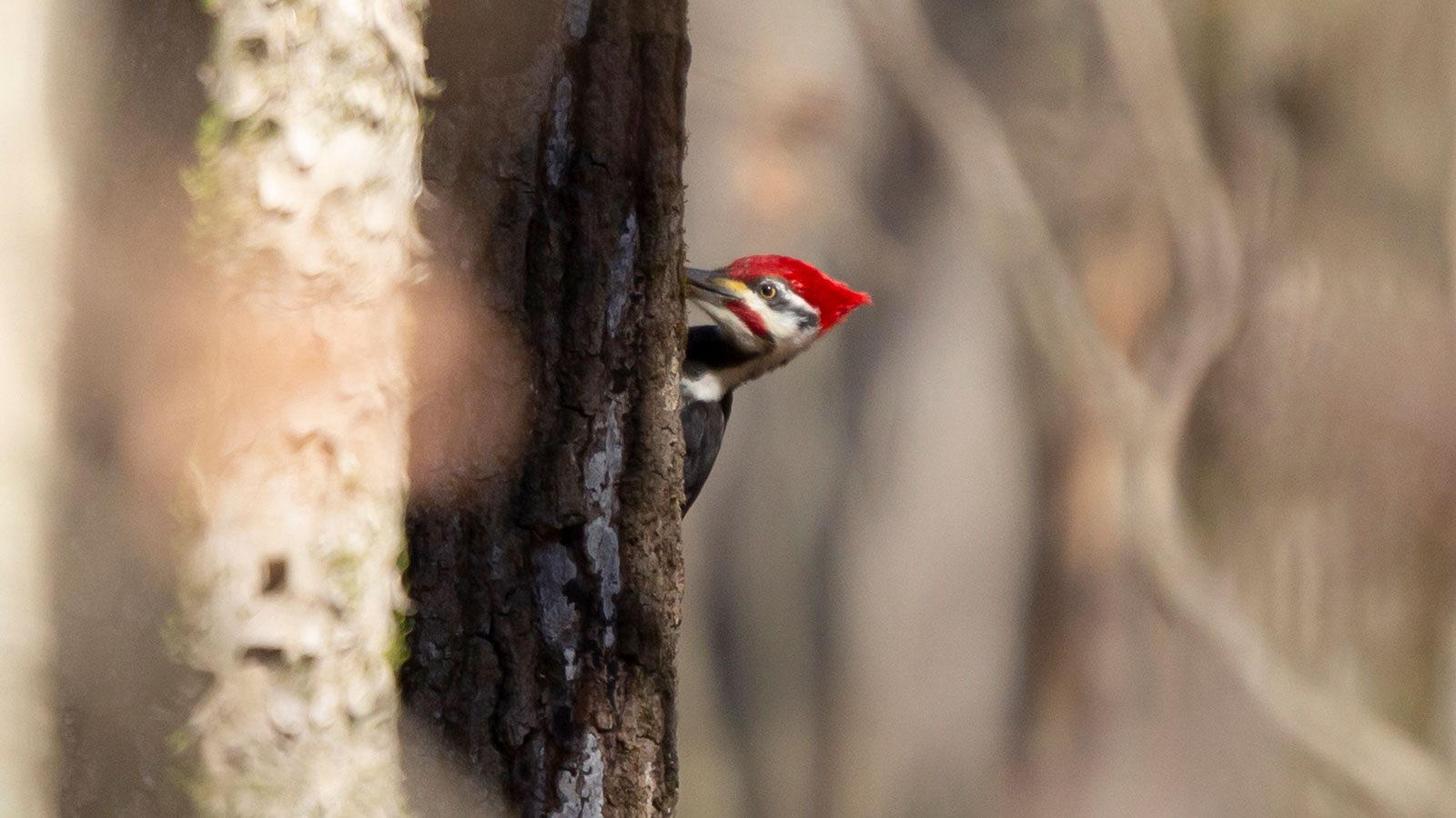 Partially hidden male pileated woodpecker foraging on a tree trunk