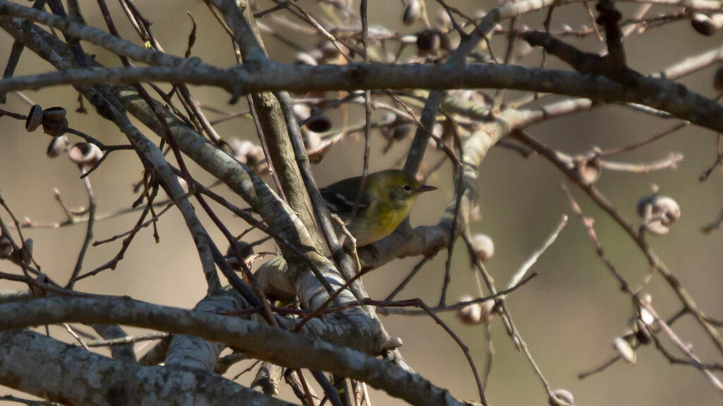 Pine warbler in a tree