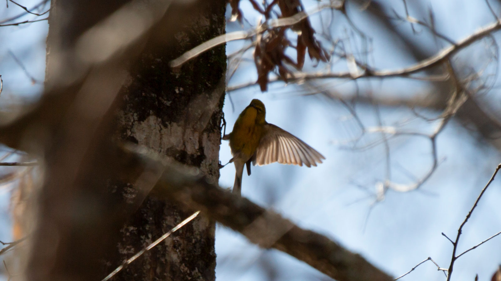Pine warbler standing on a tree trunk
