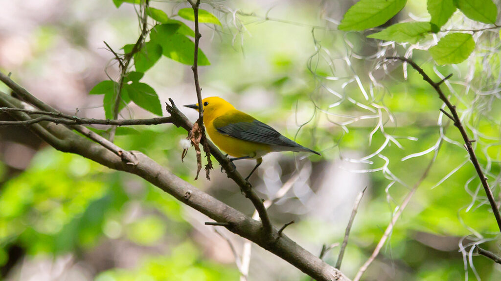Prothonotary warbler looking out from its perch on a tree limb