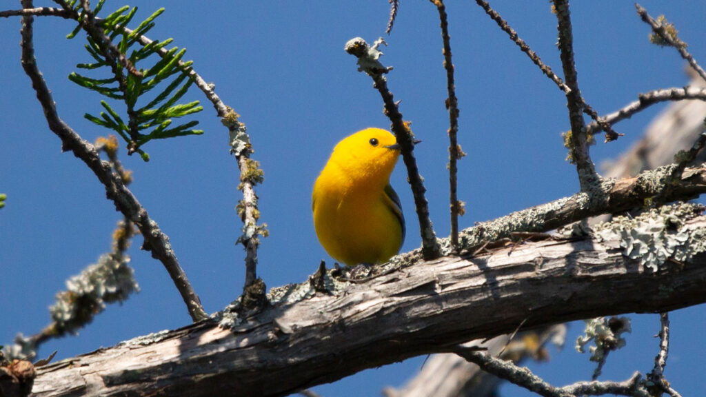 Prothonotary warbler looking around from a perch on a tree limb