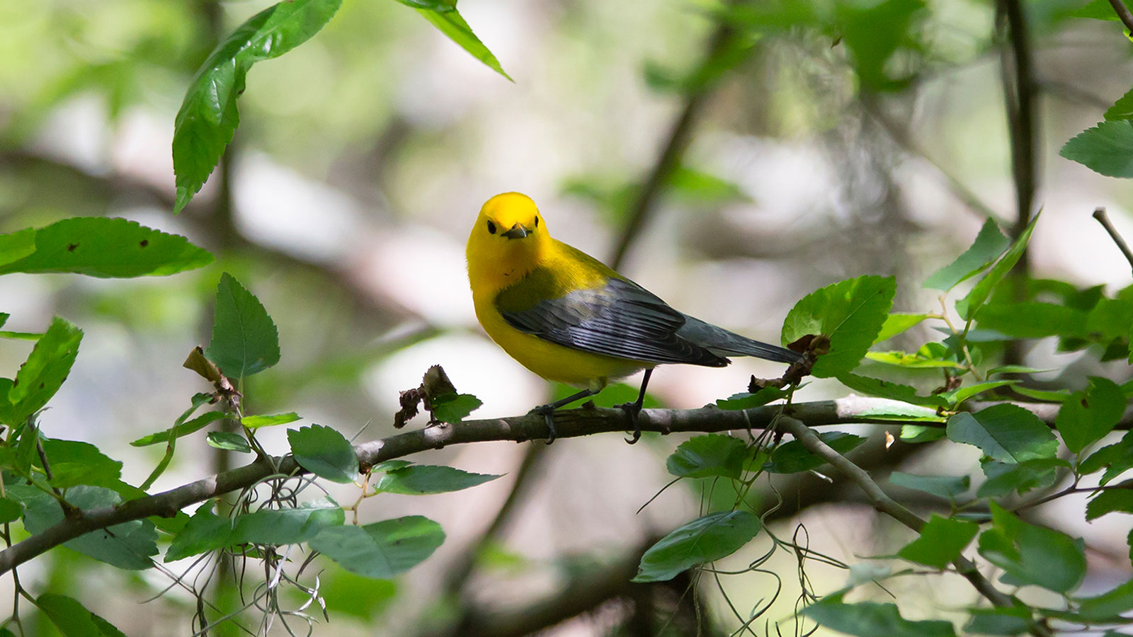 Prothonotary warbler looking out from its perch on a branch